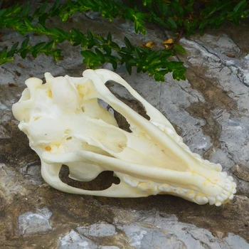 1-5vnt Nyctereutes procyonoides Kaukolė taxidermy nekilnojamojo kaulų skeleto papuošalai Kalėdų dovana