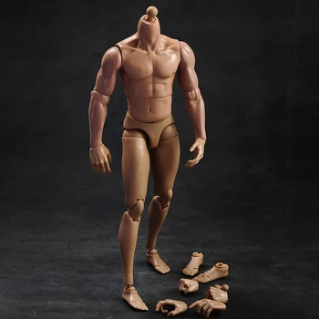1/6 Vyrų kūno raumenų modelis su kaklo versija TQ230for 12 colių veiksmų skaičius, įstaiga, reikmenys