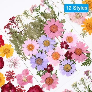 12 Stilių Naujų Gamtinių Paspaudus Dekoratyvinis Džiovinti Žiedlapiai Dirbtinės Gėlės 