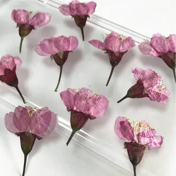 12pcs 3-5cm Presuotų Džiovintų Sakura Gėlių, Augalų Herbariumas Dėl Epoksidinės Dervos Papuošalai Atvirukas Foto Rėmelis Žvakė Amatų&Art 