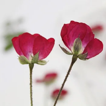 12pcs Džiovinti Pusėje Paspaudus Raudona Kinų Rožė Gėlių, Augalų Herbariumas Papuošalai Žymą Atvirukas Telefono dėklas Pakvietimo, 