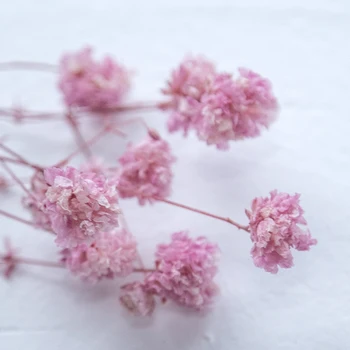 1g/maišas Aromaterapija vaškas gėlių Amžinąjį gėlių Gypsophila Konservuotos Gėlės priemonės 