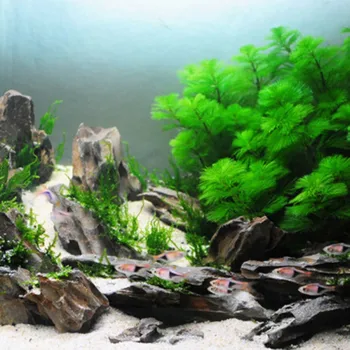 2021 Naujas 1Pc Akvariumo Vandens Augalų Klijai Cianakrilatas Klijai Specialios Formulės Akvariumas Mxbon Super Glue Gel