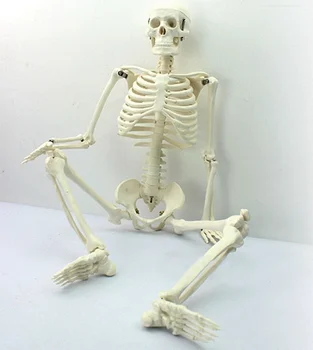 45CM PVC Žmogaus Skeleto Modelis Anatomijos Modelis Siaubo Helovinas Šalis Dekoro Skeletas Aukštos Kokybės