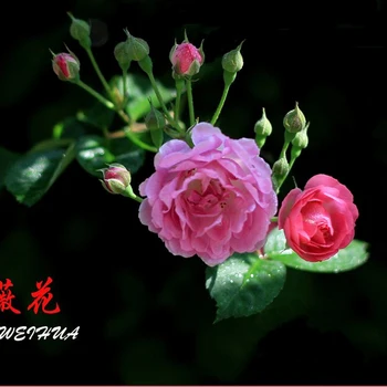 Laukinių Rožių Gėlių Veiner Silikono Formos 