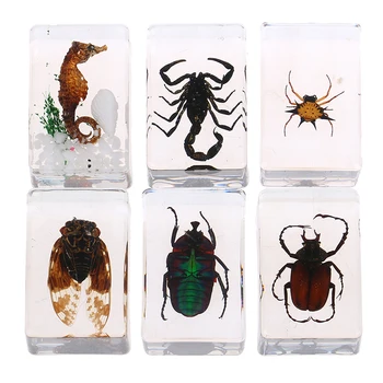 Nekilnojamojo Vabzdžių Pavyzdžius Dervos Gintaro Švietimo Žaislai, Namų Puošybai Kolekcionuojamų