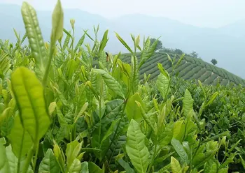 Oolong taivanas, arbata, Nemokamas Pristatymas! 250g Taivano Aukštai Kalnuose Jin Xuan Pieno Oolong Arbata, Wulong Arbatos 250g Dovana Nemokamas pristatymas