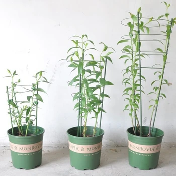 Sodo Augalų Paramos Vijokliniai Augalai 45cm 60cm, Kūgio formos Grotelės Sirgalių Rėmelį