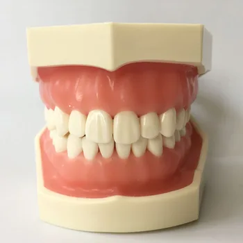 Standartinis Nuolat Keičiamų Dantų Modelio Typodont 28 vnt Sraigtiniai Dantų Nissin Suderinama Išardyta