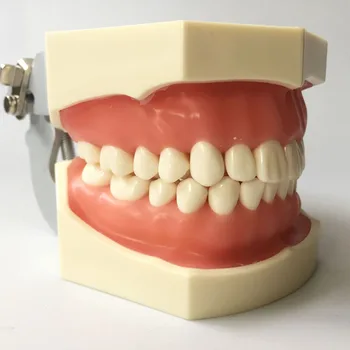 Standartinis Nuolat Keičiamų Dantų Modelio Typodont 28 vnt Sraigtiniai Dantų Nissin Suderinama Išardyta