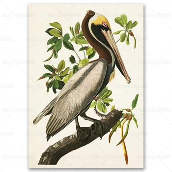 Vintage Stiliaus Plakatą Audubon Rudasis Pelikanas Paukščių Paveikslai Tapyba Giclee Menas Spausdinti vidaus Apdaila